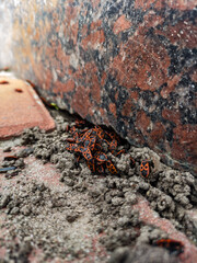 red rock and beetles