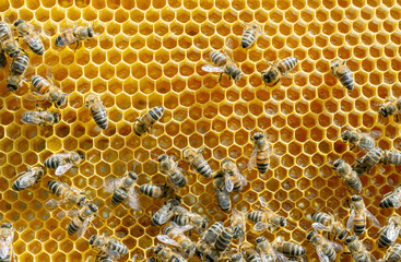 Worker bees on honeycombs with fresh raw honey.