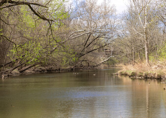 High-water stream in early Spring partly covered with far-leaning trees and branches coursing toward a footbridge crossing