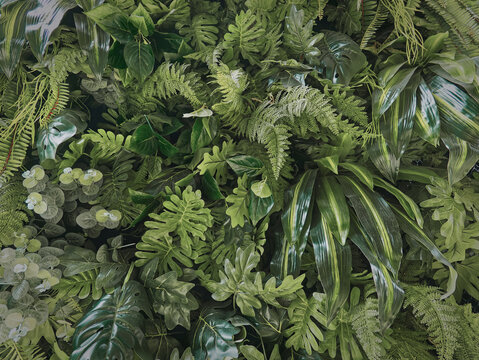 Full Frame Background of Green Plants Wall