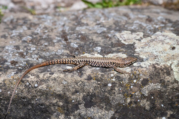 Eidechse wärmt sich auf Steinmauer
