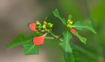 Wild poinsettia, poinsettia cyathophora,  colorful Florida native