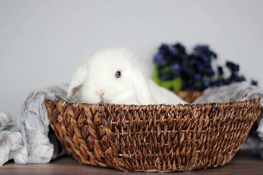 Baby Holland Lop Bunnies BEW Magpie Blue Eyes