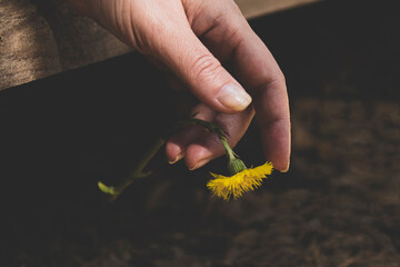 Fototapeta premium Matte. A relaxed female brush hanging from a wooden board, a yellow flower hangs gently from the tip of the fingers.