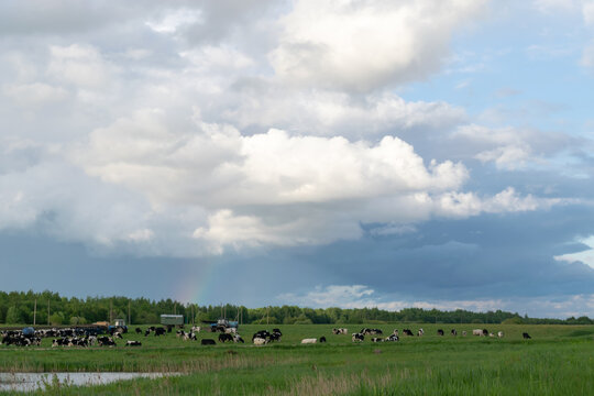 A herd of cows grazes on a pasture with green meadow grass. After the rain, a rainbow and many cumulus white clouds are visible in the sky. Farming agriculture. Horizontal photo. 
