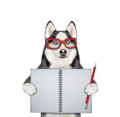 A dog husky in glasses holds a red pencil and a open notebook. White background. Isolated.