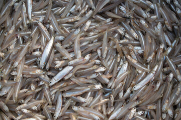 Fish anchovy background in fishermen market store shop. Heap of small little fish for sale