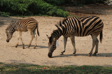 Zebra is eating grass