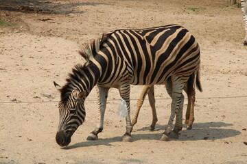 Fototapeta na wymiar Zebra is eating grass
