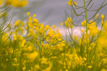 Blooming rapeseed, agriculture. Oil production, farming. Selective focus. Close-up of yellow flowers. Horizontal photo. 