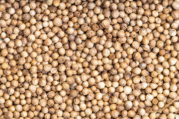 background - many dried coriander seeds