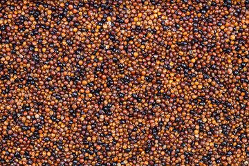 background - many raw canihua grains