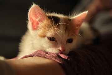 beautiful tricolor little pet kitten