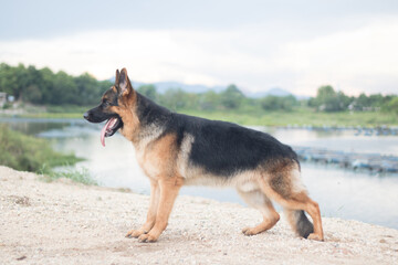 German shepherd stand outdoors In the morning
