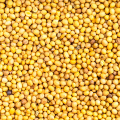 yellow seeds of brassica juncea mustard close up