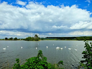 A view of swans on the Strašov pond and its surroundings near Chlumec nad Cidlinou in the Czech Republic