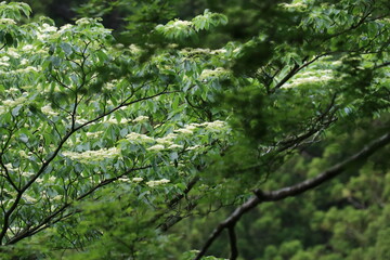 伊豆山稜歩道の風景。伊豆の山々の尾根道を歩くコース。伊豆の高原、山々を眺めを楽しみながらのウオーキング。　　旧天城トンネルに向かう林道にて。