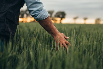closeup man touching wheat on wheat field - obrazy, fototapety, plakaty