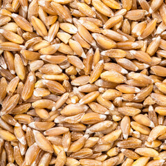 uncooked Emmer farro hulled wheat grains close up