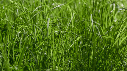 Background of green grass.