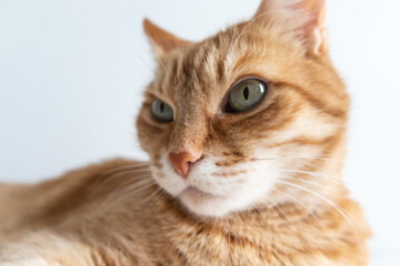 Cute ginger cat closeup. Green eyes. White background. Selective focus. Copyspace for your text. Adorable home pet stock photography