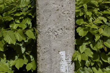 Part of a cement pillar close up. Background of green leaves.