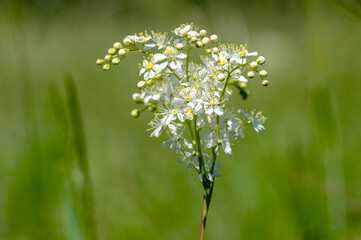 Filipendula vulgaris fern-leaf dropwort white flowering plant on the meadow, detail of flowers in...