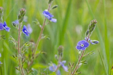 blue wildflowers in the grass in the meadows under the sunlight