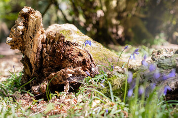 bluebells and a mossy log