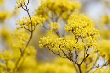 Yellow flower of cornus officinalis, Japanese cornelian cherry