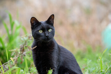 Stray cat in the grass(black cat)