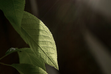 Green leaf close up lit by a ray of sunshine. The magical world of nature, the structure of the leaf of bird cherry.