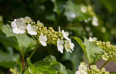 Viburnum blooms in the garden in the sun. green leaves adorn the bush.