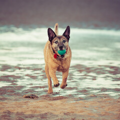 dog on the beach with a ball