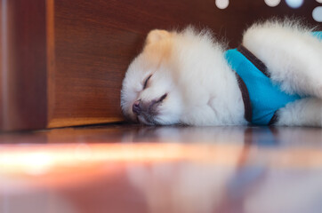 Dog sleep on floor.Pomeranian white.