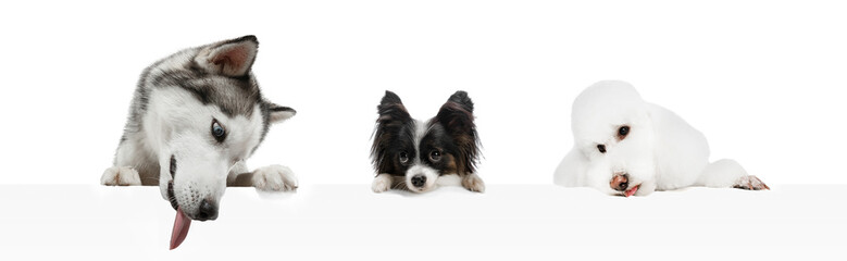 Art collage made of funny dogs different breeds posing isolated over white studio background.