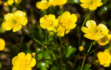 yellow wildflowers in the grass on the meadows in the sunlight
