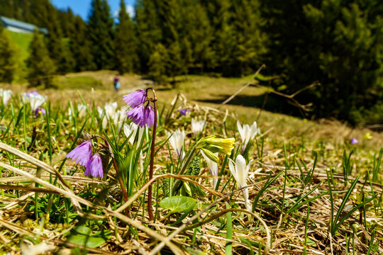 lila Frühlingsblume Soldanelle steht über all am Wegrand zur Hohen Kugel hinauf. Das pinke Alpenglöckchen glitzert in der Sonne und ist ein Frühlingsbote. wunderbar beleuchtet hebt es sich ab