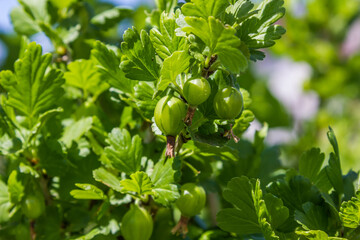 unripe gooseberries on the bushes in the garden under sunlight