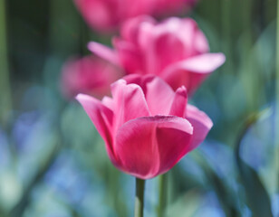 Pink Tulips. Close up. Selective and soft focus.	