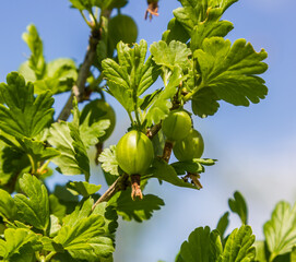 unripe gooseberries on the bushes in the garden under sunlight