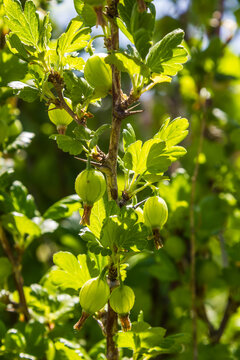 unripe gooseberries on the bushes in the garden under sunlight