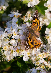 butterfly on hawthorn flowers in the sunlight. gardens and parks bloom in spring