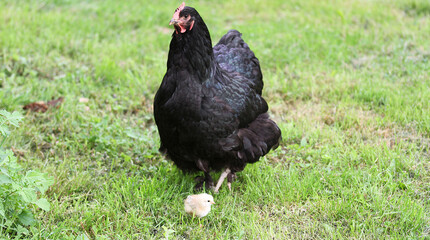 H&auml;hne mit K&uuml;ken auf die weide