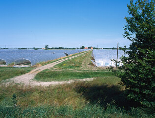 Serre per la coltivazione di meloni, fuoco selettivo