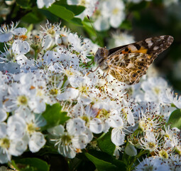 butterfly on hawthorn flowers in the sunlight. gardens and parks bloom in spring