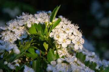 hawthorn flowers on the bush in the sunlight. gardens and parks bloom in spring