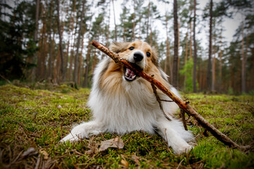 The dog is playing with a stick in forest.