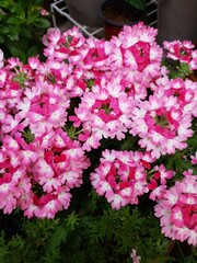 pink flowers in a garden
