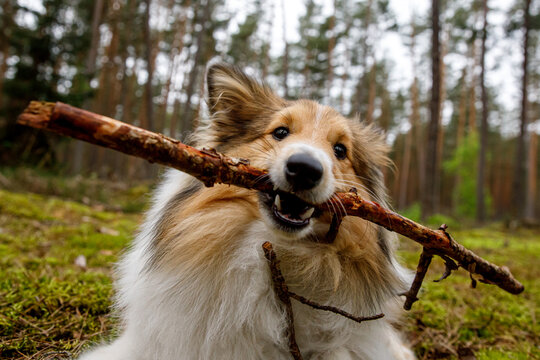 The dog gnaws the stick in a forest meadow.